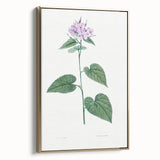 Neoclassical Botanical Print: Morning Glory by Redouté - Floral Elegance