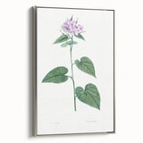 Neoclassical Botanical Print: Morning Glory by Redouté - Floral Elegance