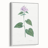 Neoclassical Botanical Print: Morning Glory by Redouté - Floral Elegance