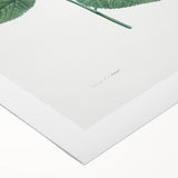 Neoclassical Botanical Print: Morning Glory by Redouté - Floral Elegance