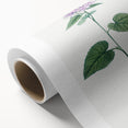 Neoclassical Botanical Print: Morning Glory by Redouté - Floral Elegance