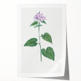 Neoclassical Botanical Print: Morning Glory by Redouté - Floral Elegance