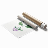 Neoclassical Botanical Print: Morning Glory by Redouté - Floral Elegance