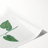 Neoclassical Botanical Print: Morning Glory by Redouté - Floral Elegance