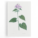 Neoclassical Botanical Print: Morning Glory by Redouté - Floral Elegance