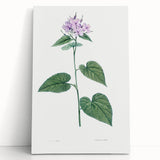 Neoclassical Botanical Print: Morning Glory by Redouté - Floral Elegance