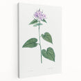 Neoclassical Botanical Print: Morning Glory by Redouté - Floral Elegance