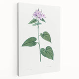 Neoclassical Botanical Print: Morning Glory by Redouté - Floral Elegance