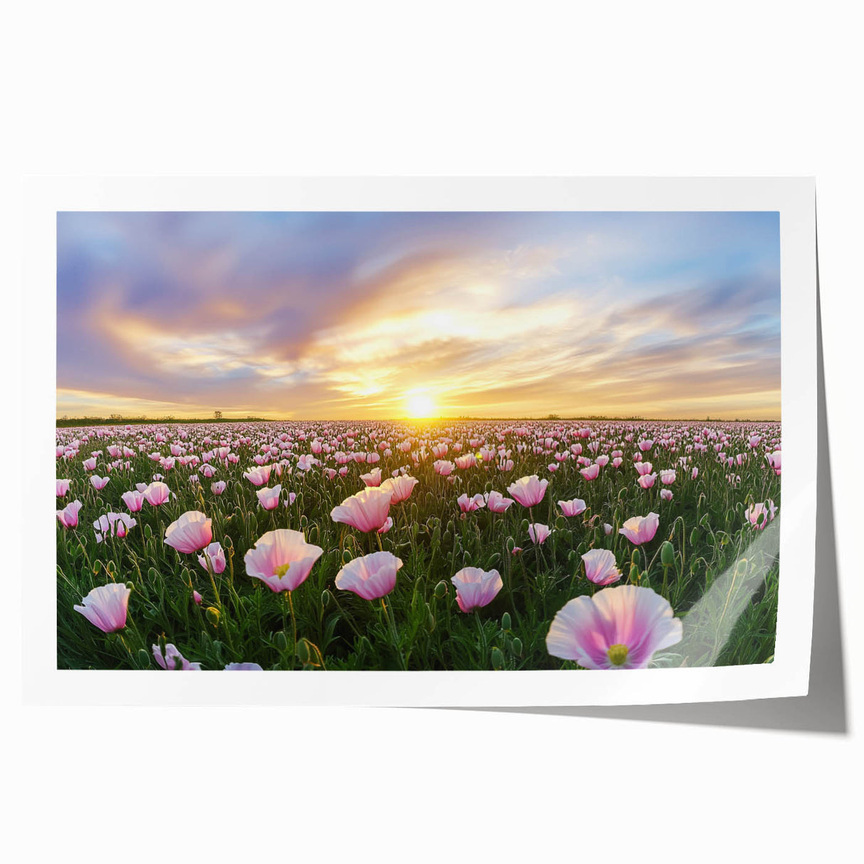 Vibrant rolled canvas print showcasing a serene landscape of rolling green fields under a bright blue sky, elegantly packaged in a protective cardboard tube for shipping.
