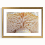 Extra large abstract art print featuring textured floral close-ups in a gold frame, suited for living room decor.