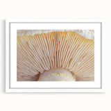 Abstract art print featuring a close-up of floral patterns in soft pastel shades on a white framed canvas.