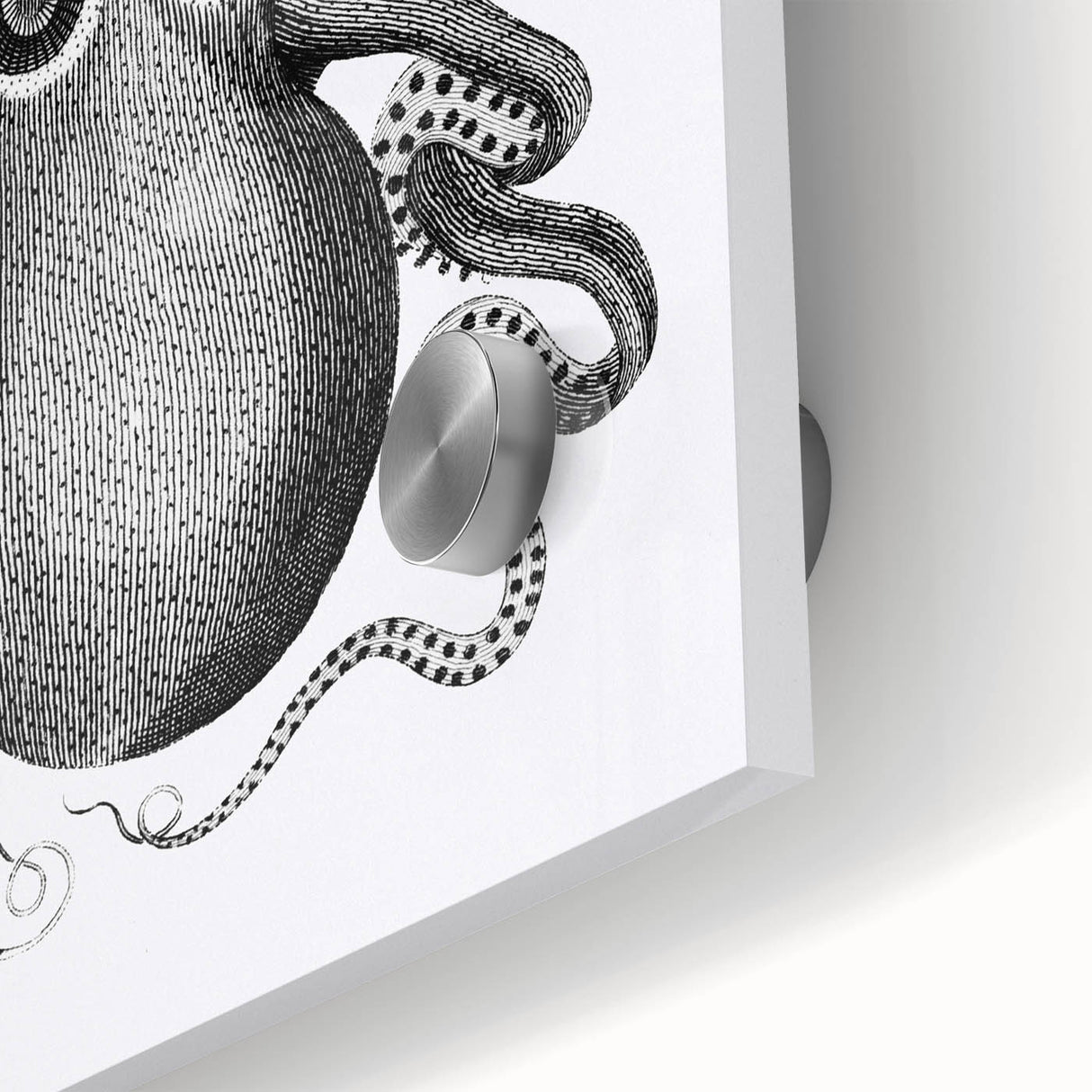 Vintage Scientific Octopus Print | Eight-Armed Cuttlefish by George Shaw