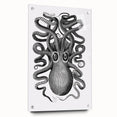Vintage Scientific Octopus Print | Eight-Armed Cuttlefish by George Shaw