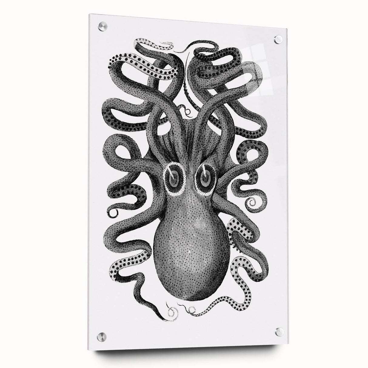 Vintage Scientific Octopus Print | Eight-Armed Cuttlefish by George Shaw