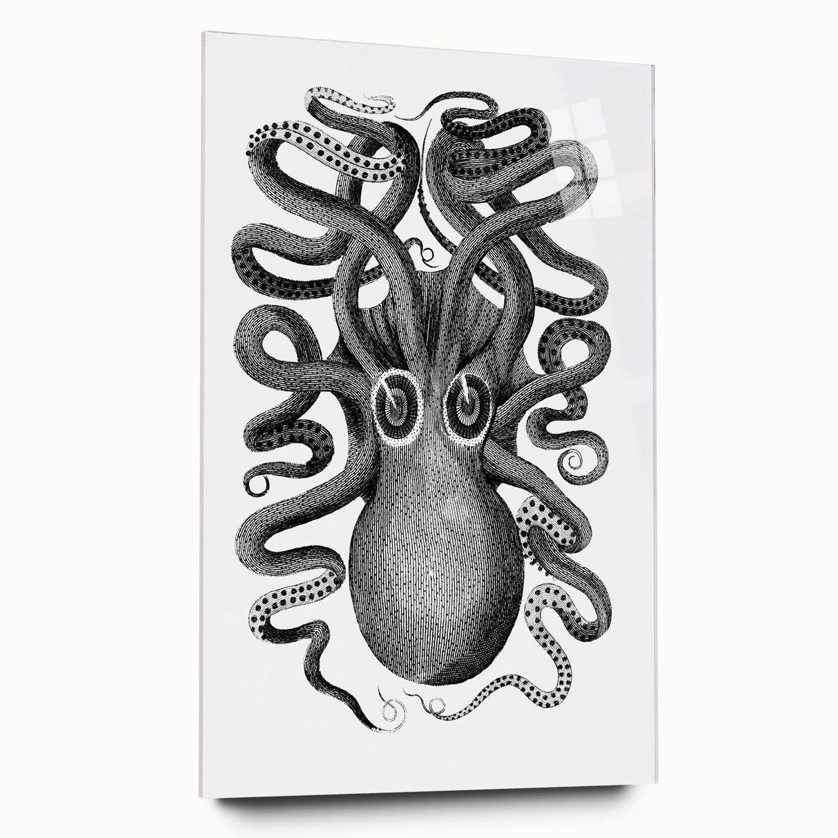 Vintage Scientific Octopus Print | Eight-Armed Cuttlefish by George Shaw