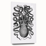 Vintage Scientific Octopus Print | Eight-Armed Cuttlefish by George Shaw