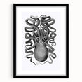 Vintage Scientific Octopus Print | Eight-Armed Cuttlefish by George Shaw