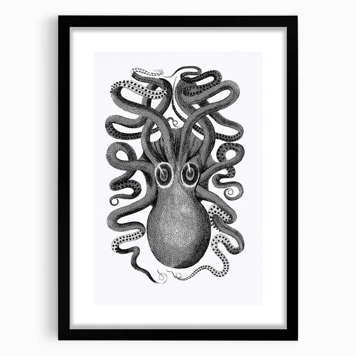 Vintage Scientific Octopus Print | Eight-Armed Cuttlefish by George Shaw