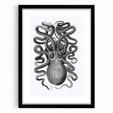 Vintage Scientific Octopus Print | Eight-Armed Cuttlefish by George Shaw