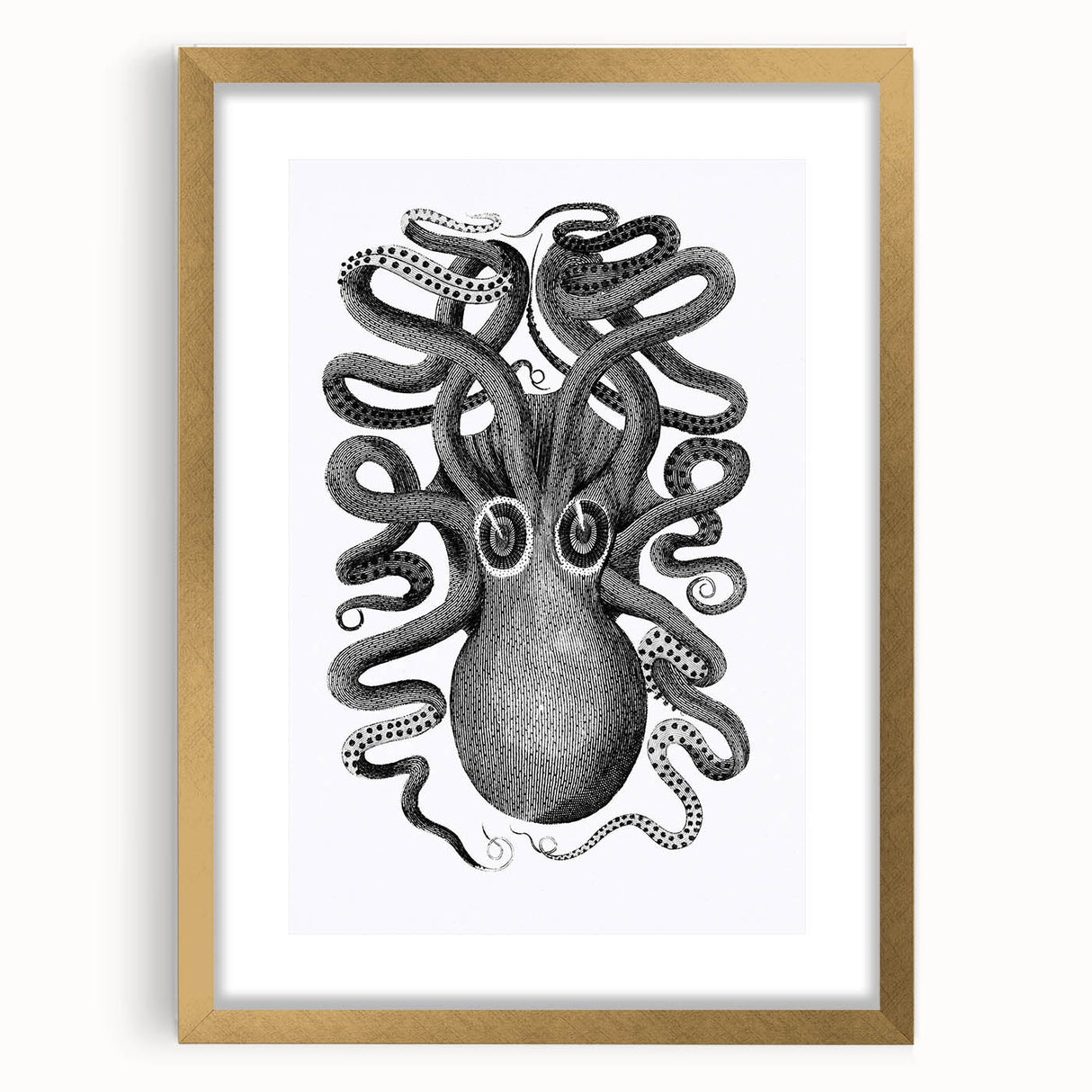 Vintage Scientific Octopus Print | Eight-Armed Cuttlefish by George Shaw