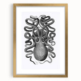 Vintage Scientific Octopus Print | Eight-Armed Cuttlefish by George Shaw