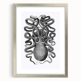 Vintage Scientific Octopus Print | Eight-Armed Cuttlefish by George Shaw