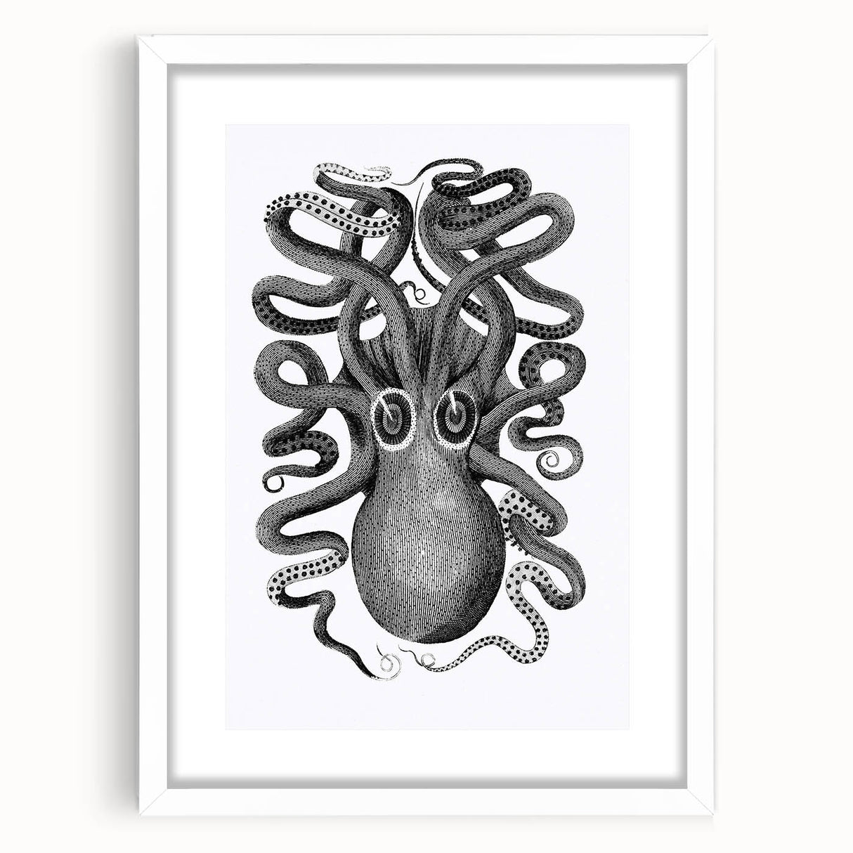 Vintage Scientific Octopus Print | Eight-Armed Cuttlefish by George Shaw