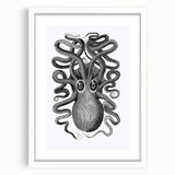 Vintage Scientific Octopus Print | Eight-Armed Cuttlefish by George Shaw