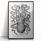 Vintage Scientific Octopus Print | Eight-Armed Cuttlefish by George Shaw