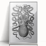 Vintage Scientific Octopus Print | Eight-Armed Cuttlefish by George Shaw