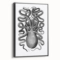 Vintage Scientific Octopus Print | Eight-Armed Cuttlefish by George Shaw