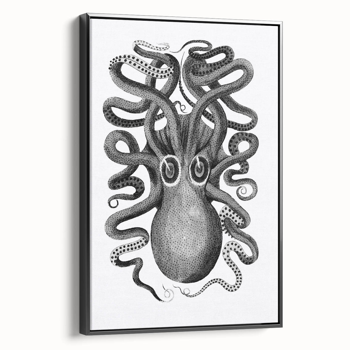Vintage Scientific Octopus Print | Eight-Armed Cuttlefish by George Shaw
