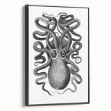 Vintage Scientific Octopus Print | Eight-Armed Cuttlefish by George Shaw