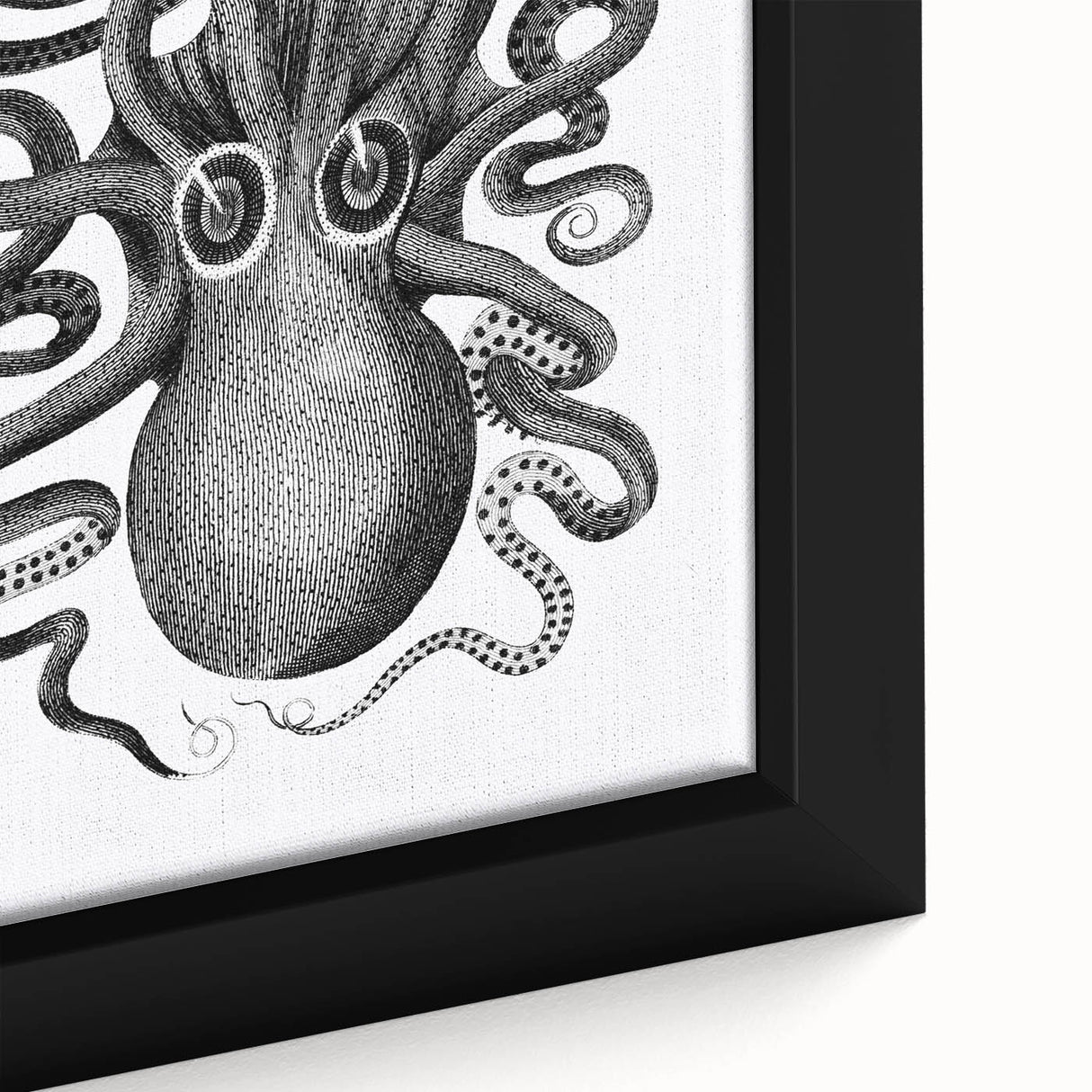 Vintage Scientific Octopus Print | Eight-Armed Cuttlefish by George Shaw