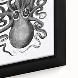 Vintage Scientific Octopus Print | Eight-Armed Cuttlefish by George Shaw