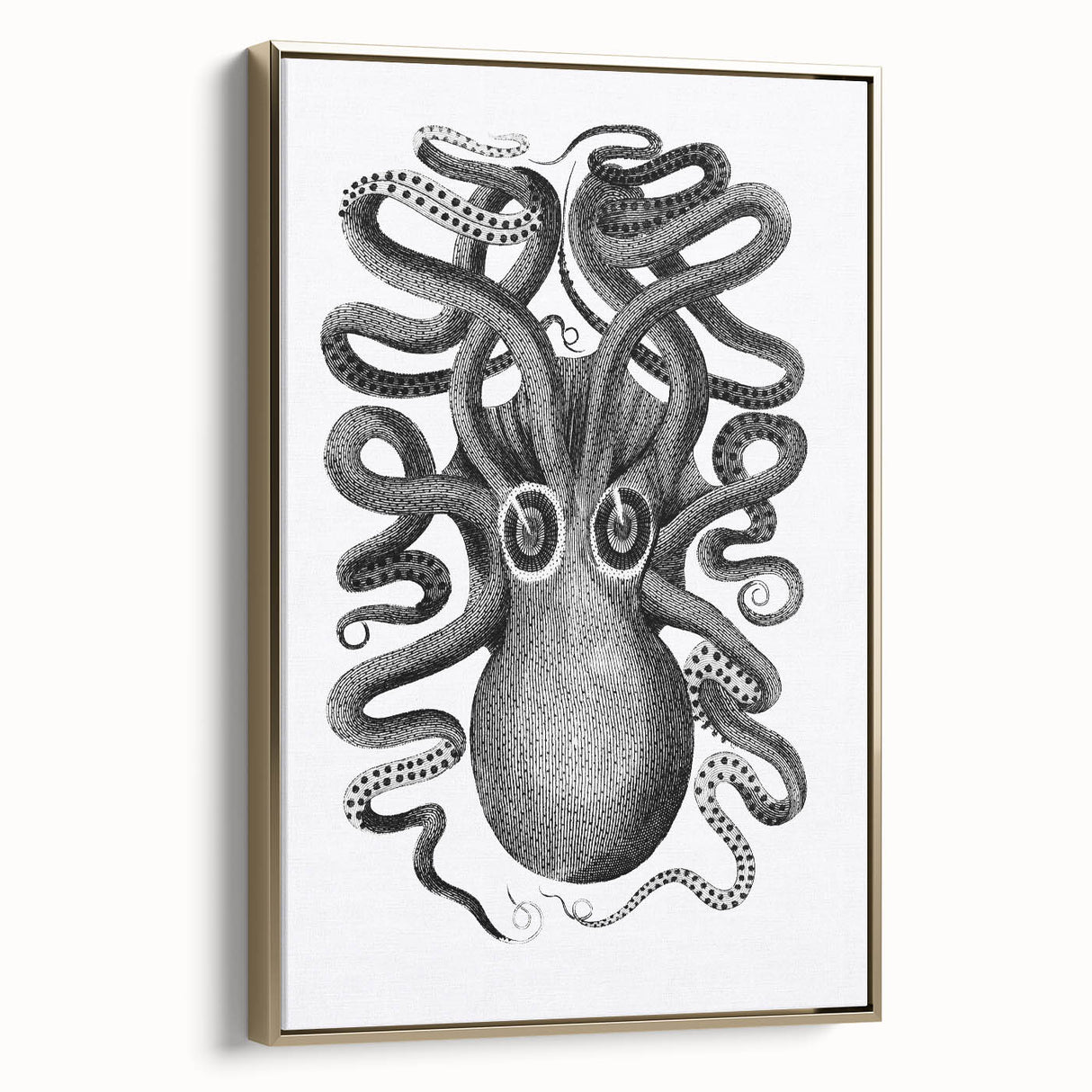 Vintage Scientific Octopus Print | Eight-Armed Cuttlefish by George Shaw