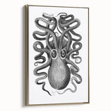 Vintage Scientific Octopus Print | Eight-Armed Cuttlefish by George Shaw