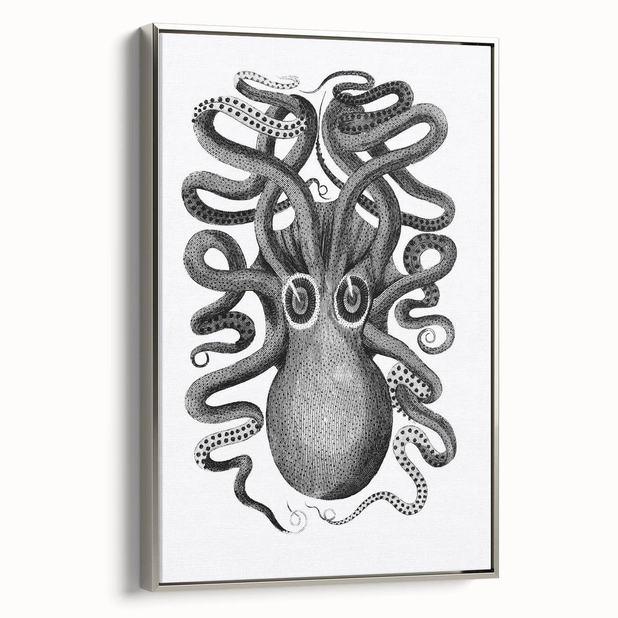 Vintage Scientific Octopus Print | Eight-Armed Cuttlefish by George Shaw