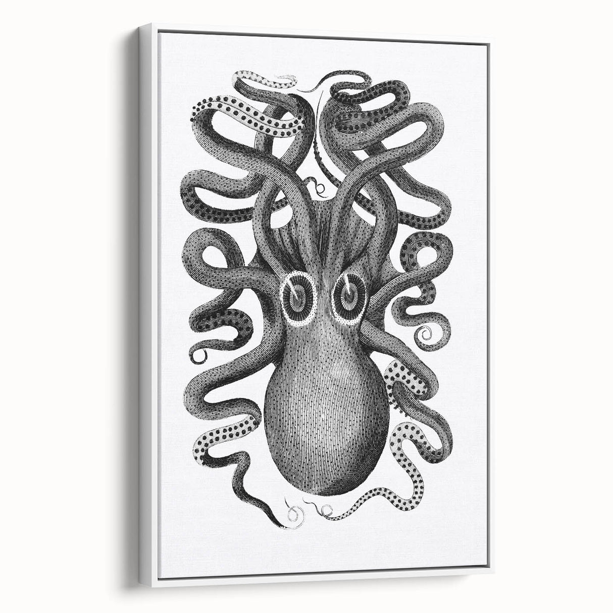 Vintage Scientific Octopus Print | Eight-Armed Cuttlefish by George Shaw