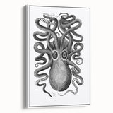 Vintage Scientific Octopus Print | Eight-Armed Cuttlefish by George Shaw