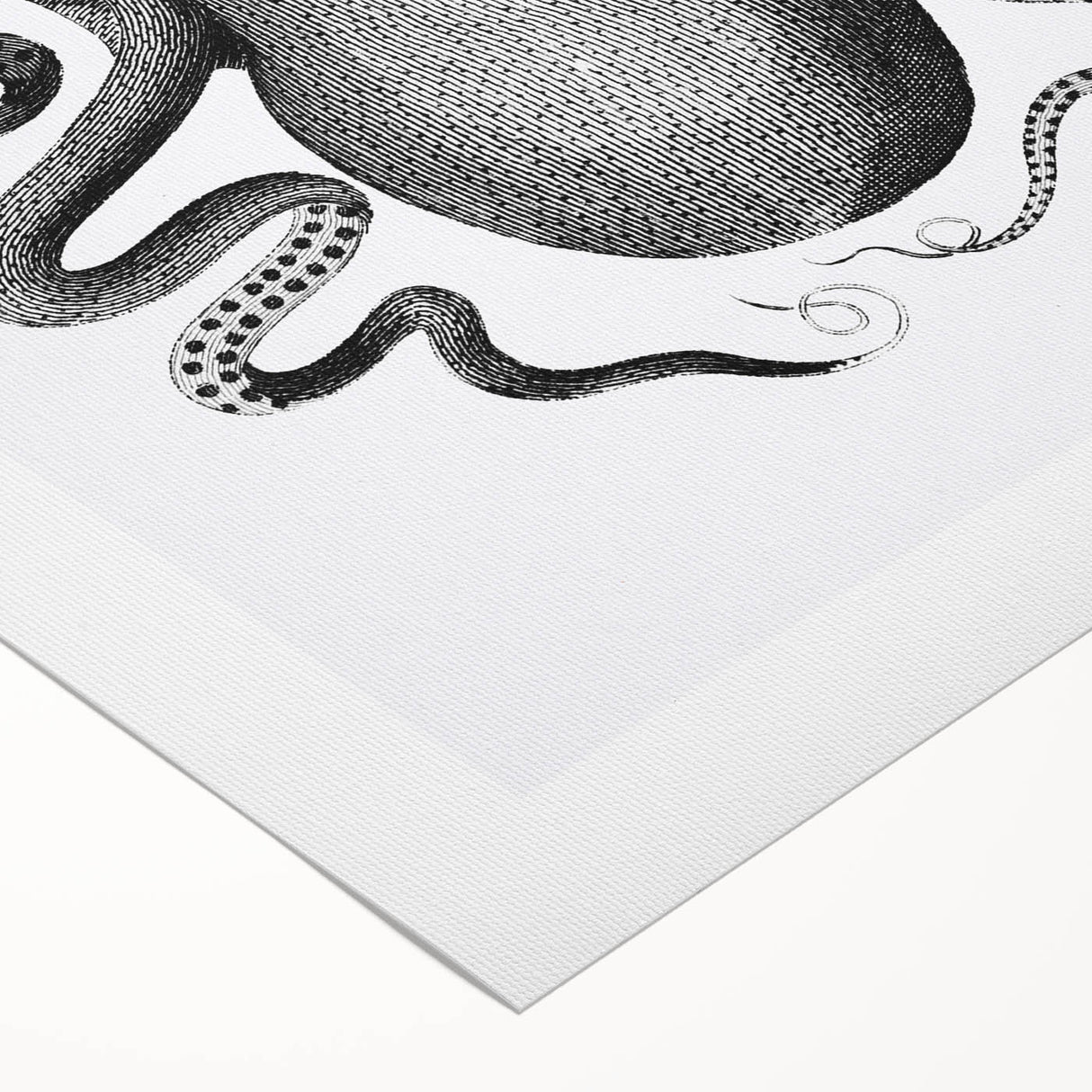Vintage Scientific Octopus Print | Eight-Armed Cuttlefish by George Shaw