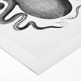 Vintage Scientific Octopus Print | Eight-Armed Cuttlefish by George Shaw
