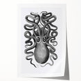 Vintage Scientific Octopus Print | Eight-Armed Cuttlefish by George Shaw