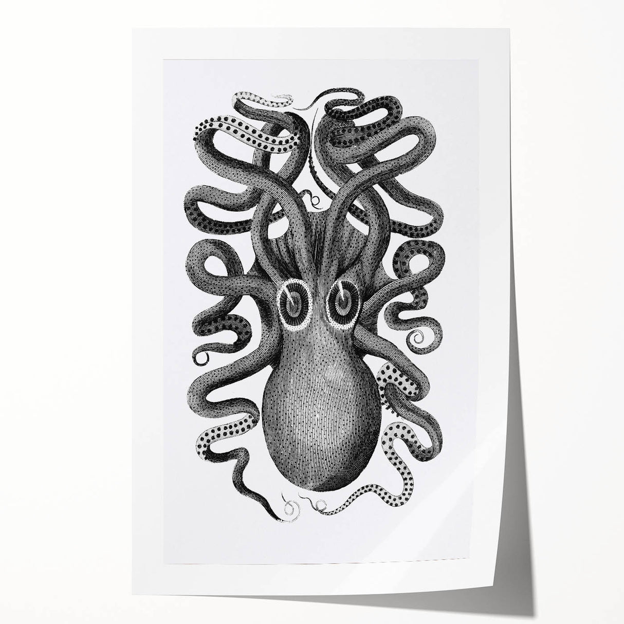 Vintage Scientific Octopus Print | Eight-Armed Cuttlefish by George Shaw