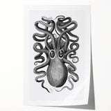 Vintage Scientific Octopus Print | Eight-Armed Cuttlefish by George Shaw