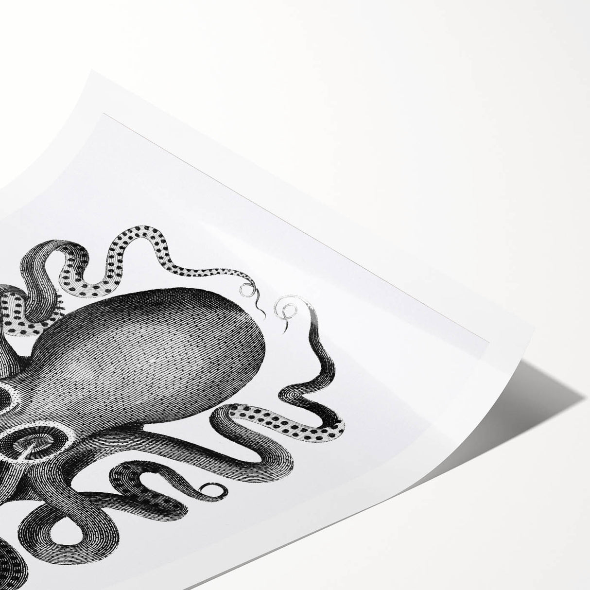 Vintage Scientific Octopus Print | Eight-Armed Cuttlefish by George Shaw