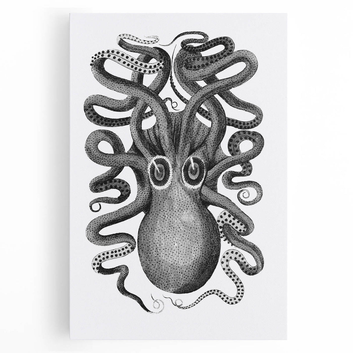 Vintage Scientific Octopus Print | Eight-Armed Cuttlefish by George Shaw