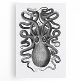 Vintage Scientific Octopus Print | Eight-Armed Cuttlefish by George Shaw