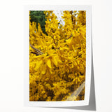 Extra large rolled print of spring floral art in soft pastel shades, ideal for dining room or bathroom decor.