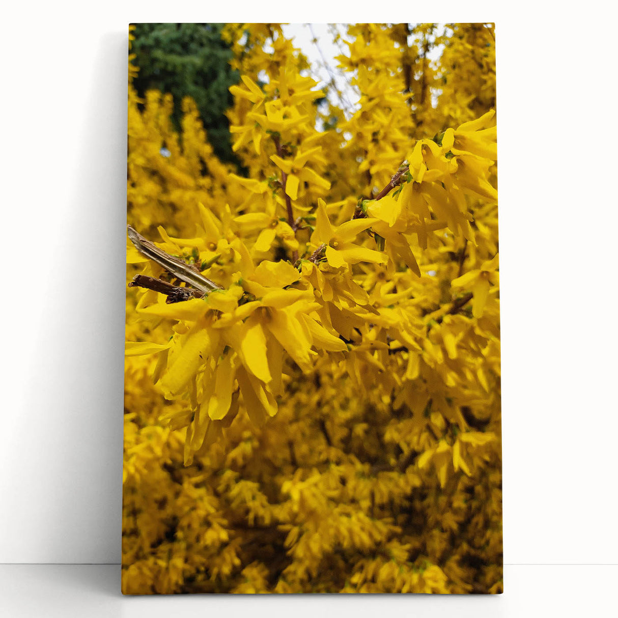 Black and white large canvas print of a spring landscape, ideal for kitchen wall art or bedroom ambiance.